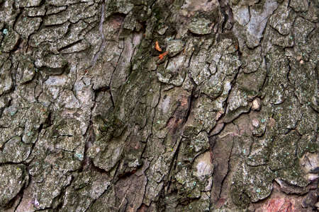 Texture of deciduous tree bark