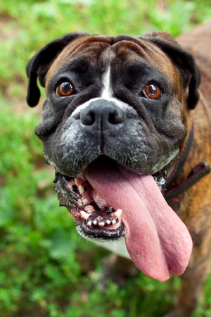 Funny smiling boxer dog portraitの写真素材