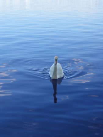 Beautiful swan coming towards the shoreの写真素材