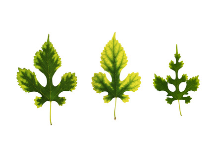 Set of Green and Yellow Leaves of Mulberry. Decorative Design Elements Autumn Leaves Isolated on...