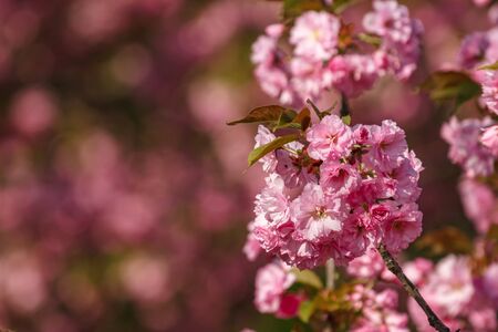 Blooming Twig of Pink Sakura Against Bokeh Background. Branch of Japanese Cherry in Natural Environment.の写真素材