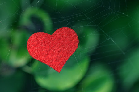 Photo of Bright Red Heart on Spiderweb on Blurred Green Leaves Background. Symbol of Like on Cobweb in Natural Environment.の写真素材