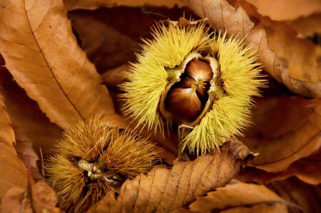 chestnut fruits on the groundの写真素材