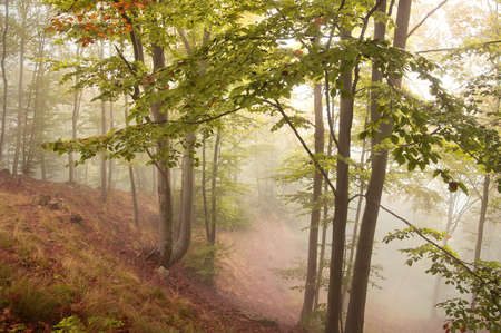 beech forest in autumn with thick fogの写真素材