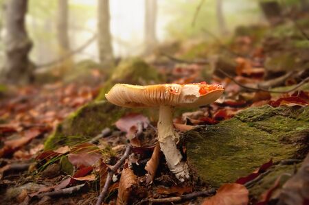 fly agaric mushroom (Amanita Muscaria) in the foggy forestの写真素材