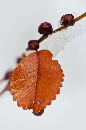 frozen leaf and berries in winterの写真素材