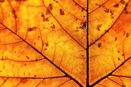 golden backlit leaf in autumn showing its structure and textureの写真素材