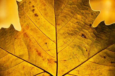 golden backlit leaf in autumn showing its structure and textureの写真素材