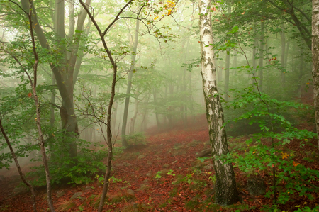 beech forest in autumn with thick fogの写真素材