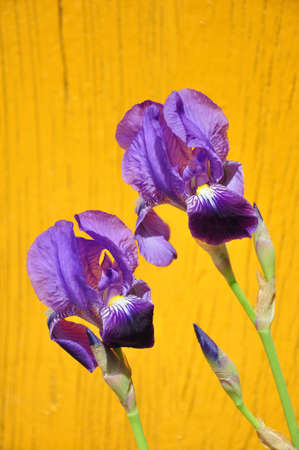 purple irises on yellow painted wood backgroundの写真素材