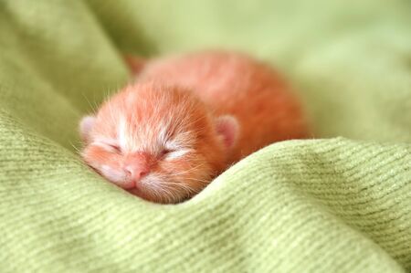 red newborn kitten sleeping on a green blanketの写真素材