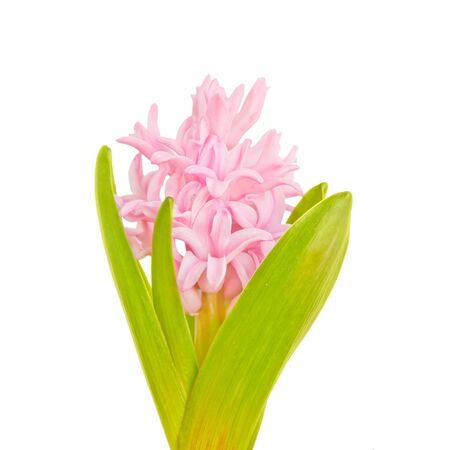 isolated pink hyacinth on white backgroundの写真素材