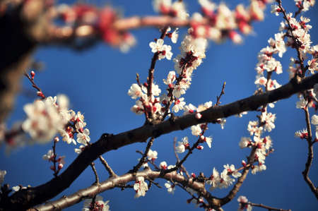 cherry blossoms in springの写真素材