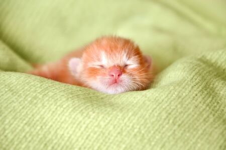 red newborn kitten sleeping on a green blanketの写真素材