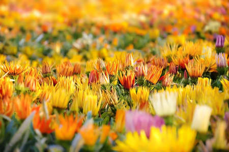 field of colorful flowersの写真素材