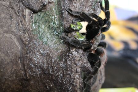 Spider on the photo for a walkの写真素材