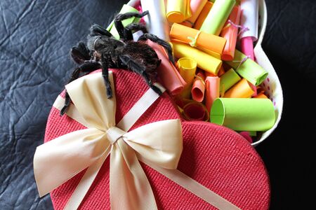 tarantula on a bright background of the box from under the brim gifts strewn with colored notes...