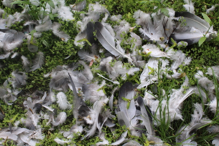 Bird feathers on the grassの写真素材