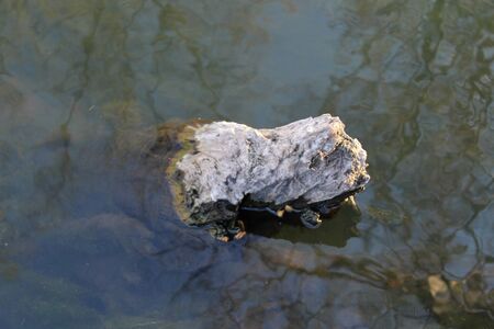 Log in the riverの写真素材