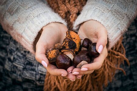Autumn Chestnuts in the hands of a girlの写真素材