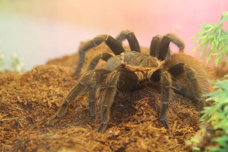 Big spider tarantula aphonopelma seemanni in all its glory
