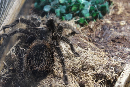 tarantula spider brachypelmaの写真素材