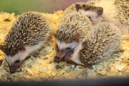 A beautiful snakeの写真素材