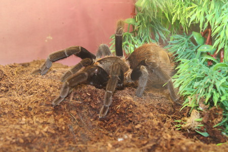 Big spider tarantula brachypelma albopilosum in all its gloryの写真素材