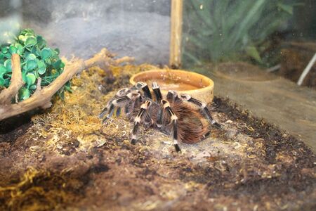 Big spider tarantula brachypelma albopilosum in all its gloryの写真素材