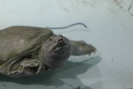 Turtle Trionics Chinese