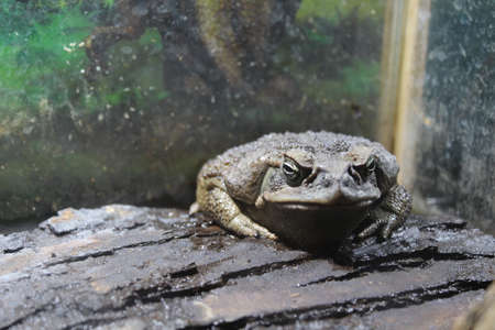 The big toad sits on a branch in the terrarium
