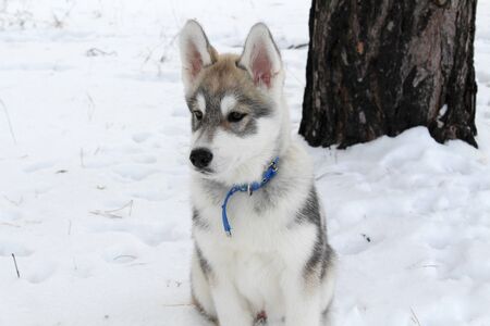 Fluffy Siberian husky walks in the woods in winterの写真素材