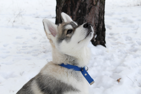 Spotted Siberian husky in winter on snowの写真素材