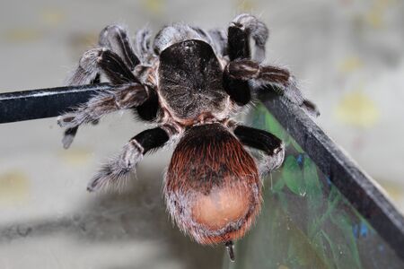 A large spider in a beautiful terrarium.の写真素材
