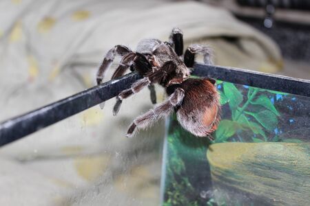 A large spider in a beautiful terrarium.の写真素材