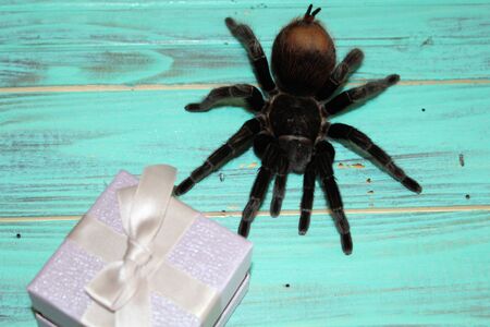 Tarantula with a gift on a blue backgroundの写真素材