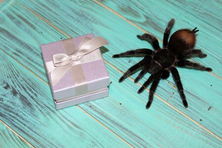 Big spider tarantula on a beautiful backgroundの写真素材