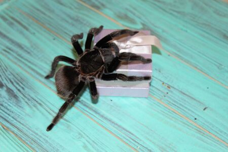 Tarantula with a gift on a blue backgroundの写真素材