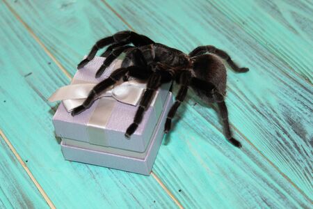 Big spider tarantula on a beautiful backgroundの写真素材