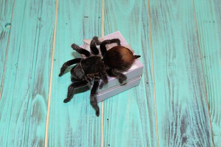 Spider Tarantula Brachypelma vagans on a beautiful backgroundの写真素材