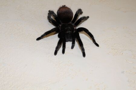 Live tarantula sits on a beautiful backgroundの写真素材