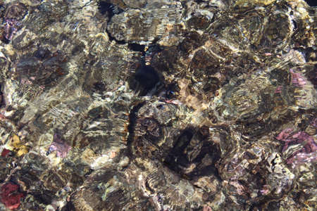 Beautiful coral in the pure red seaの写真素材