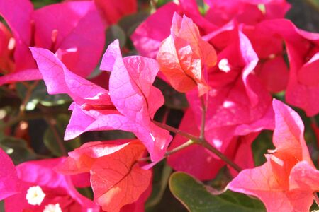 Beautiful flowers, a garden in Egypt. Sharm el-Sheikh