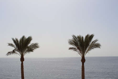Palms  tree in Hurghada, Egyptの写真素材
