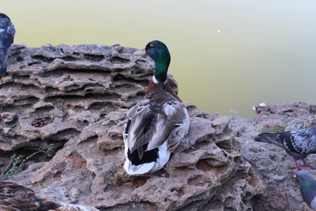 Beautiful duck floating in the city pond. Odessaの写真素材