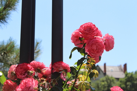 Red roses in a colorful rose gardenの写真素材