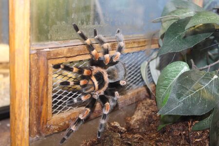 Big spider tarantula brachypelma albopilosum in all its glory