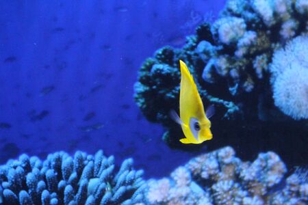 A flock of fish, different species and colors.