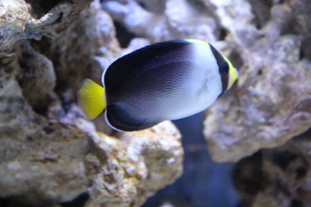 A flock of fish, different species and colors.の写真素材