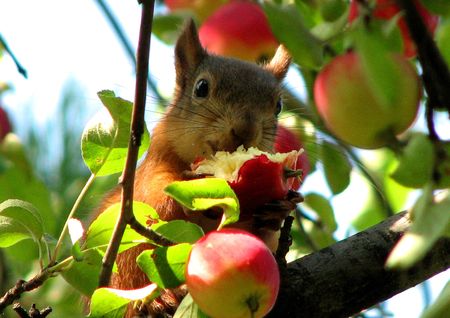 Wonderful fotka of dinner of squirrel by an appleの写真素材